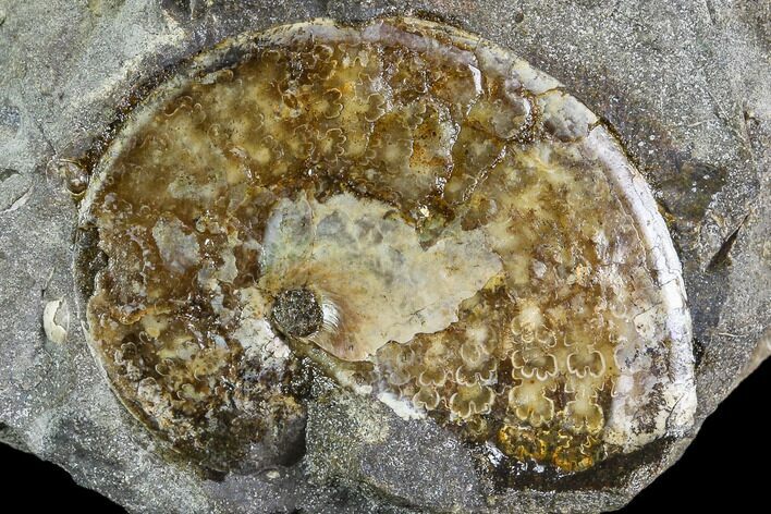 Sphenodiscus Ammonite - South Dakota #110572
